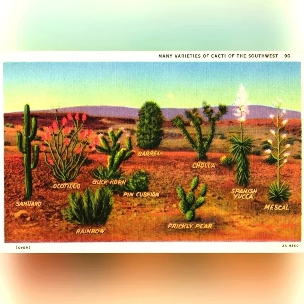 2A-H360. MANY VARIETIES OF CACTI OF THE SOUTHWEST- Vintage Postcard